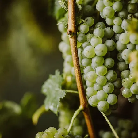 Lejlighed Kmetija Tomazic Vinska Klet - Winery