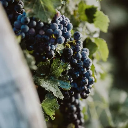 Kmetija Tomazic Vinska Klet - Winery Lejlighed
