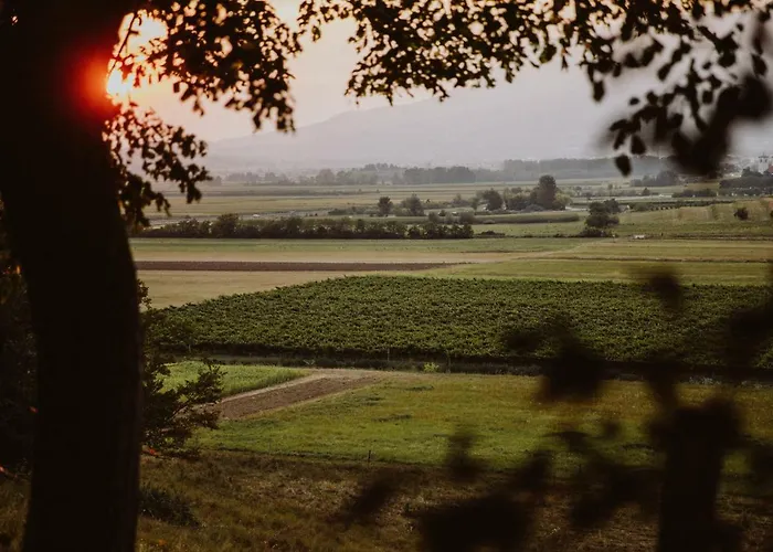 Kmetija Tomazic Vinska Klet - Winery Vipava
