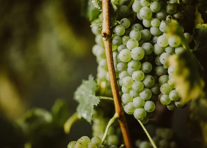 Appartamento Kmetija Tomazic Vinska Klet - Winery